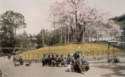 El famoso cerezo en Maruyama, Kioto de Japanese Photographer